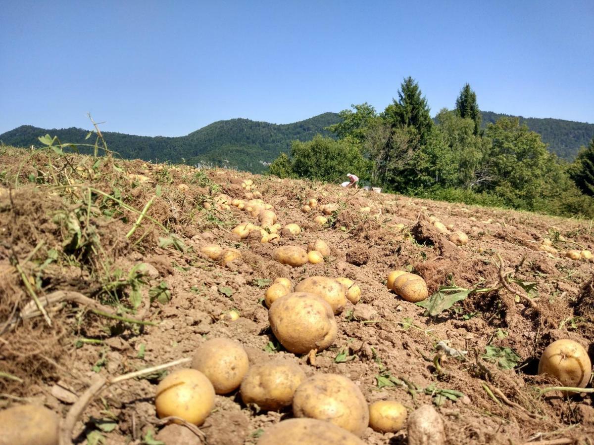 Tourist Farm Strle With Great Local Food Villa Cerknica Luaran gambar