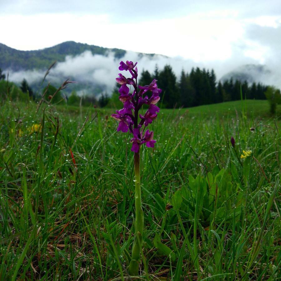 Tourist Farm Strle With Great Local Food Villa Cerknica Luaran gambar