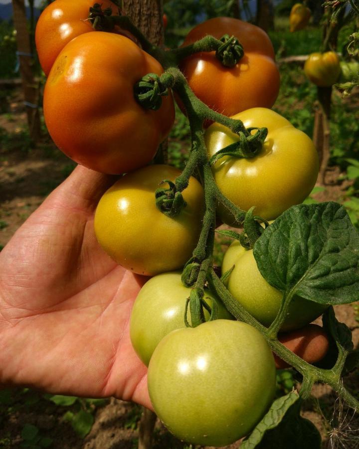 Tourist Farm Strle With Great Local Food Villa Cerknica Luaran gambar
